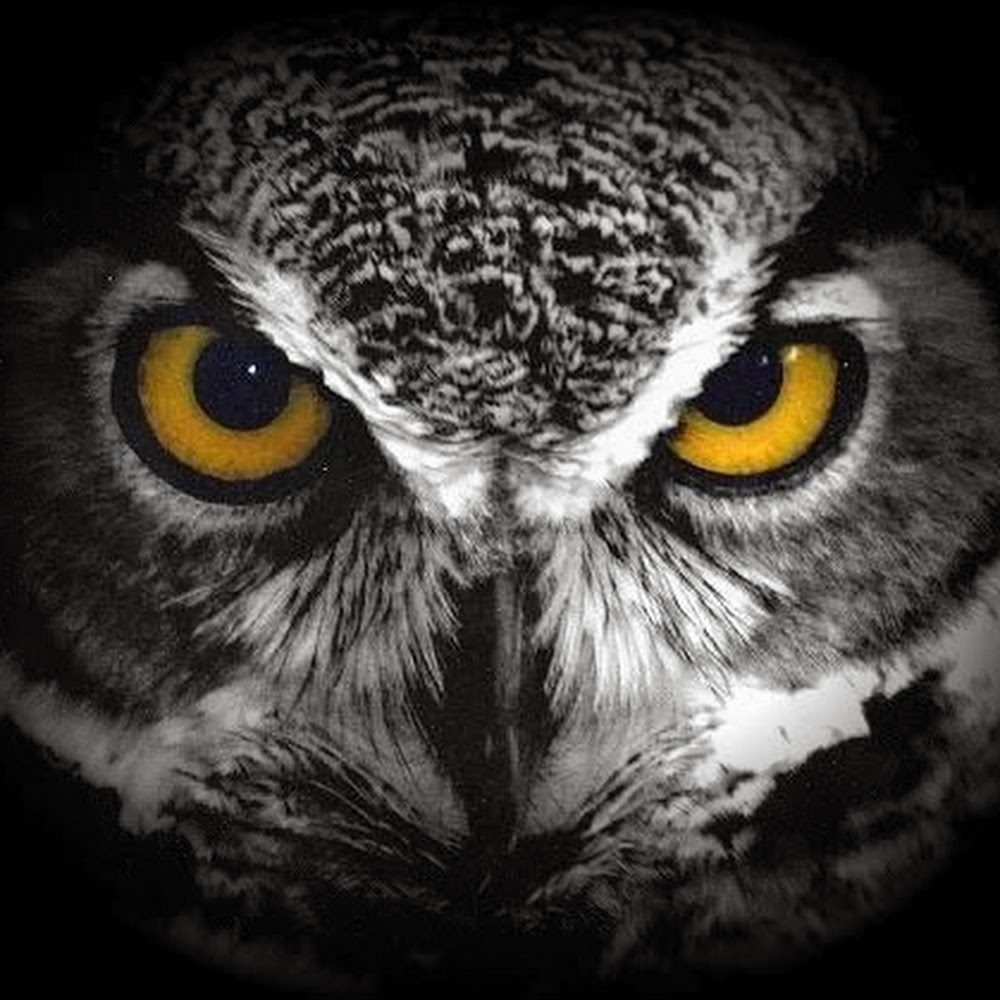 Meet your Posher, Lucky